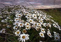 3020 - Oxe Eye Daisies Chris Gilbert, Ravenseye Gallery, Peak District, Photographs, Courses